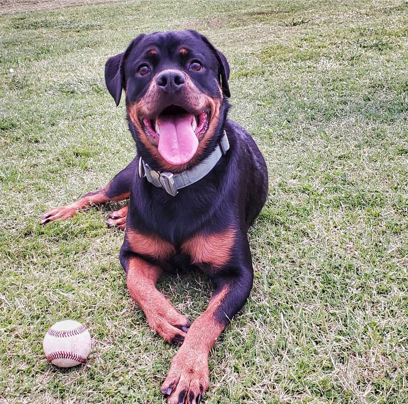 Large Challenging Dog Ball with 【Treats】 : Rottweiler Breed: Dog